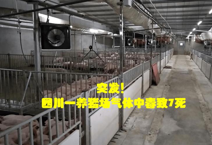 養(yang) 豬場化糞池有毒氣體(ti) 